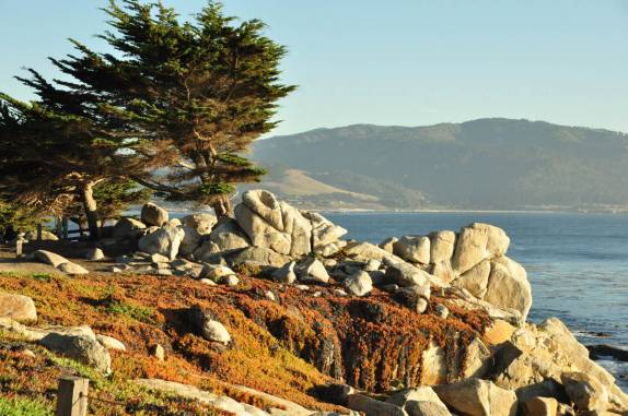 Os elegantes ciprestes ao longo da 17 Mile Drive, em Monterey, no litoral da Califórnia, nos Estados Unidos